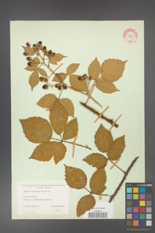 Rubus koehleri [KOR 10842]