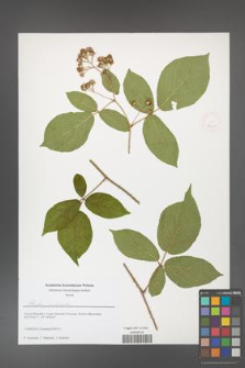 Rubus josholubii [KOR 51667]
