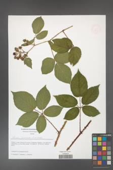 Rubus josholubii [KOR 51613]