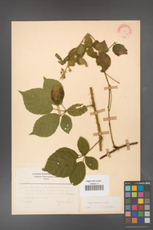 Rubus koehleri [KOR 22529]