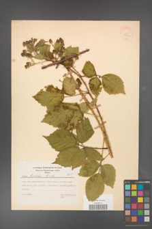 Rubus koehleri [KOR 28032]