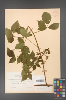 Rubus koehleri [KOR 22526]