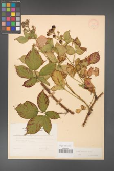 Rubus koehleri [KOR 22510]