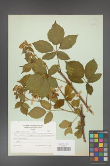 Rubus koehleri [KOR 28055]