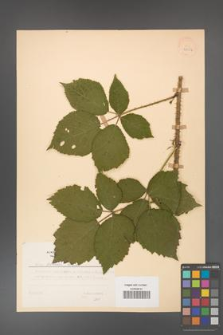 Rubus koehleri [KOR 28056]