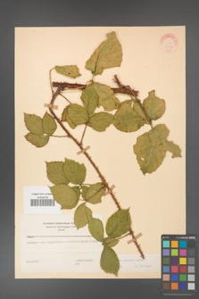 Rubus koehleri [KOR 22524]