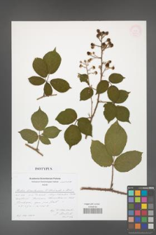 Rubus limitaneus [KOR 54004]
