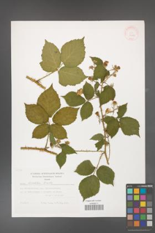 Rubus koehleri [KOR 29490]
