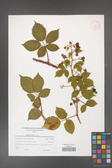 Rubus koehleri [KOR 38962]