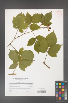 Rubus koehlerii [koehleri] [KOR 38926]
