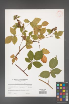 Rubus koehlerii [koehleri] [KOR 38867]