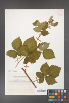Rubus kuleszae [KOR 24837]
