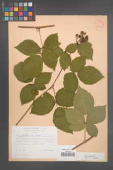 Rubus kuleszae [KOR 30478]