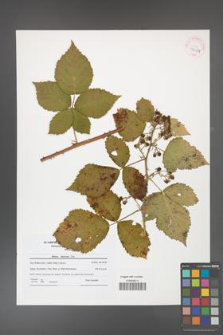 Rubus kuleszae [KOR 42104]
