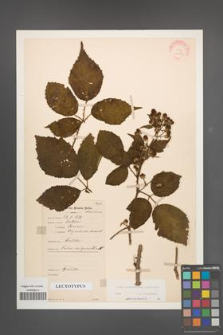 Rubus wimmerianus [KOR 22739]