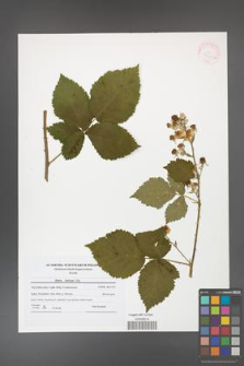 Rubus kuleszae [KOR 41605a]