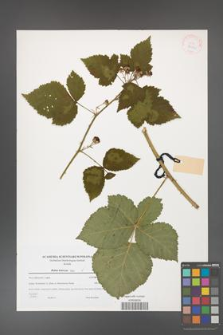 Rubus kuleszae [KOR 38954]