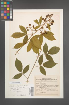 Rubus abietiphilus [KOR 54010]