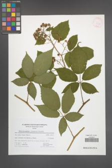 Rubus lucentifolius [KOR 41471]