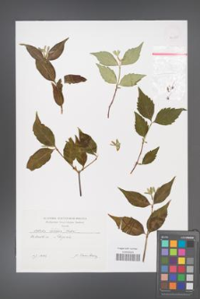 Abelia biflora [KOR 46435]