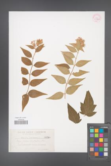 Abelia chinensis [KOR 33326]