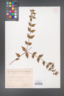 Abelia grandiflora [KOR 11214]