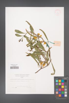 Acacia cyanophylla [KOR 38151]