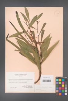 Acacia longifolia [KOR 11232]