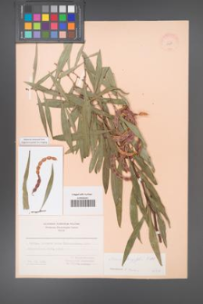 Acacia longifolia [KOR 11231]