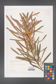 Acacia melanoxylon [KOR 33331]