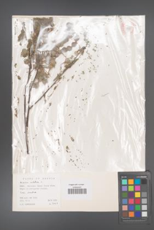 Acacia nilotica [KOR 11233]