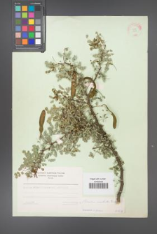 Acacia modesta [KOR 11234]