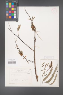 Acacia nilotica [KOR 25750]