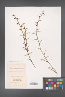 Acacia stenoptera [KOR 25903]