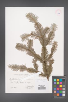 Abies sibirica [KOR 45546]