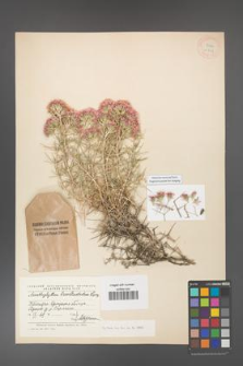 Acanthophyllum brevibracteatum [KOR 11303]