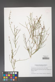 Acanthorrhinum ramosissimum [KOR 50592]
