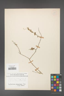 Acanthorrhinum ramosissimum [KOR 11305]