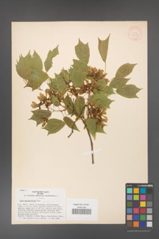 Acer buergerianum [KOR 33352]