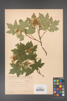Acer campestre [KOR 1803]