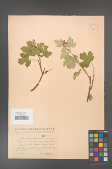 Acer campestre [KOR 2445]