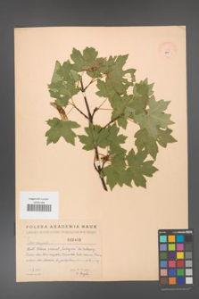 Acer campestre [KOR 2460]