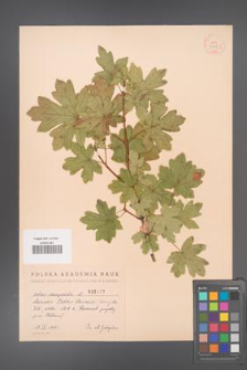 Acer campestre [KOR 2427]