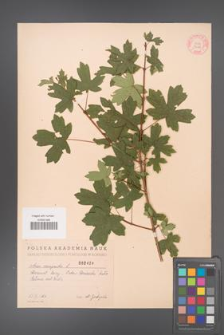 Acer campestre [KOR 2424]