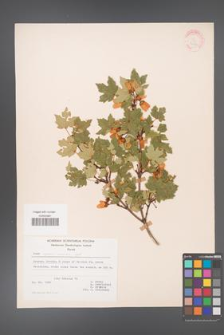 Acer reginae-amaliae [KOR 20875]
