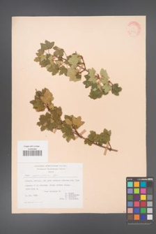 Acer reginae-amaliae [KOR 20877]