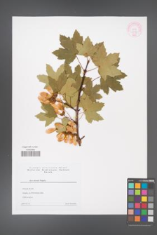 Acer stevenii [KOR 44158]