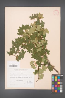 Acer reginae-amaliae [KOR 20878]