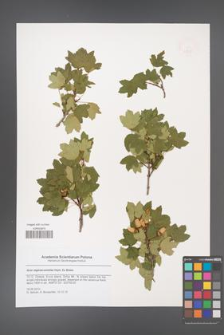 Acer reginae-amaliae [KOR 47905]