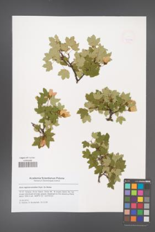 Acer reginae-amaliae [KOR 47910a]